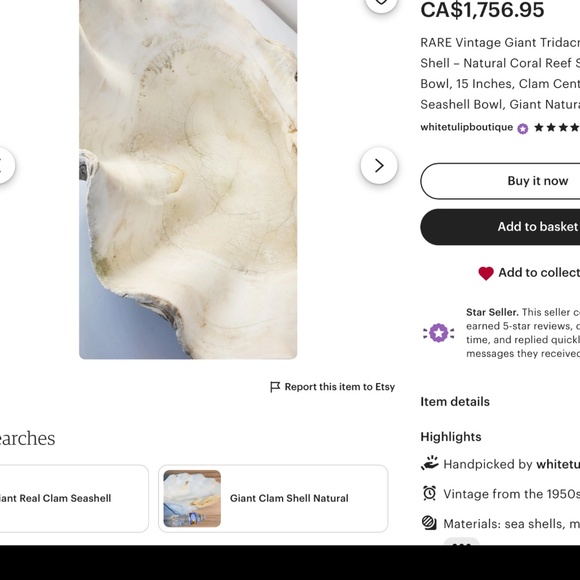 Antique Clam Shell Tridacna Gigas huge collectible unique - Picture 16 of 17